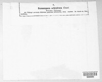 Peronospora ochroleuca image